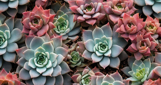 Elevate Your Balcony Garden: The Beauty of Succulents and Artificial Greenery