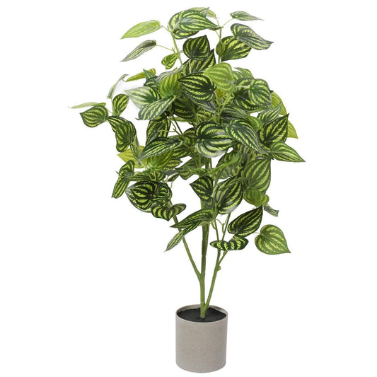 Bright Mixed Philodendron Plant 70cm-0