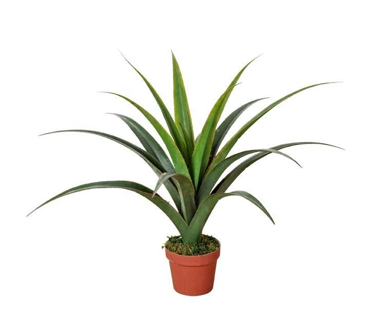 Artificial Dracaena Plants 80cm-0